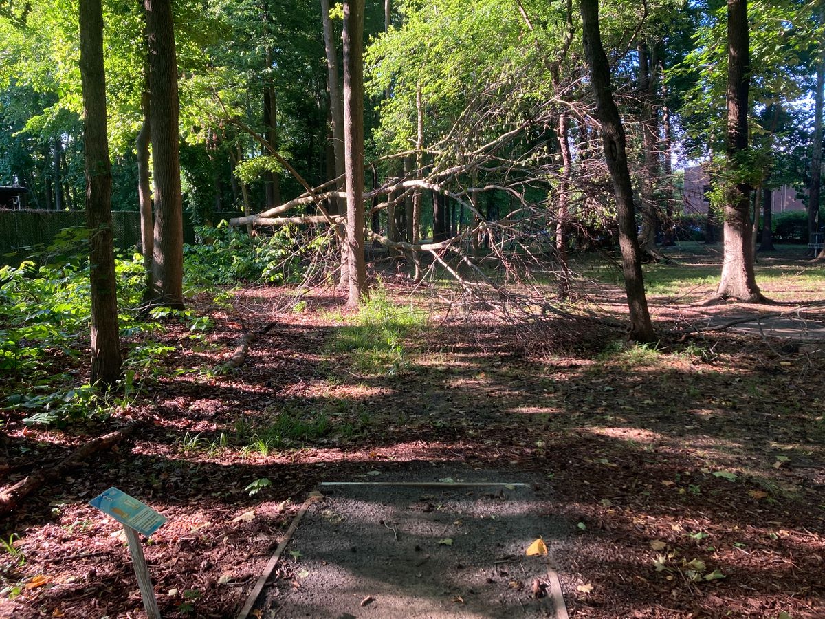 Fallen tree blocking route from white tee #3