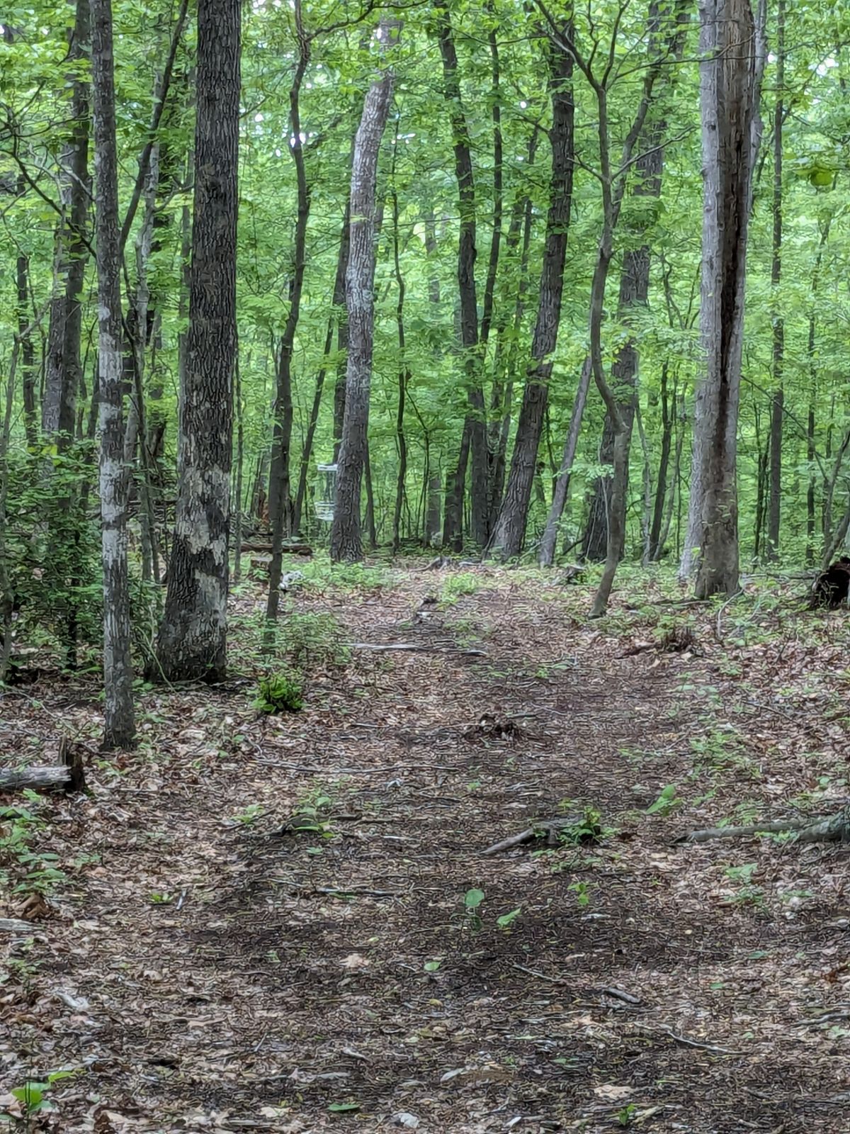 Tee pad to basket - Hole 2