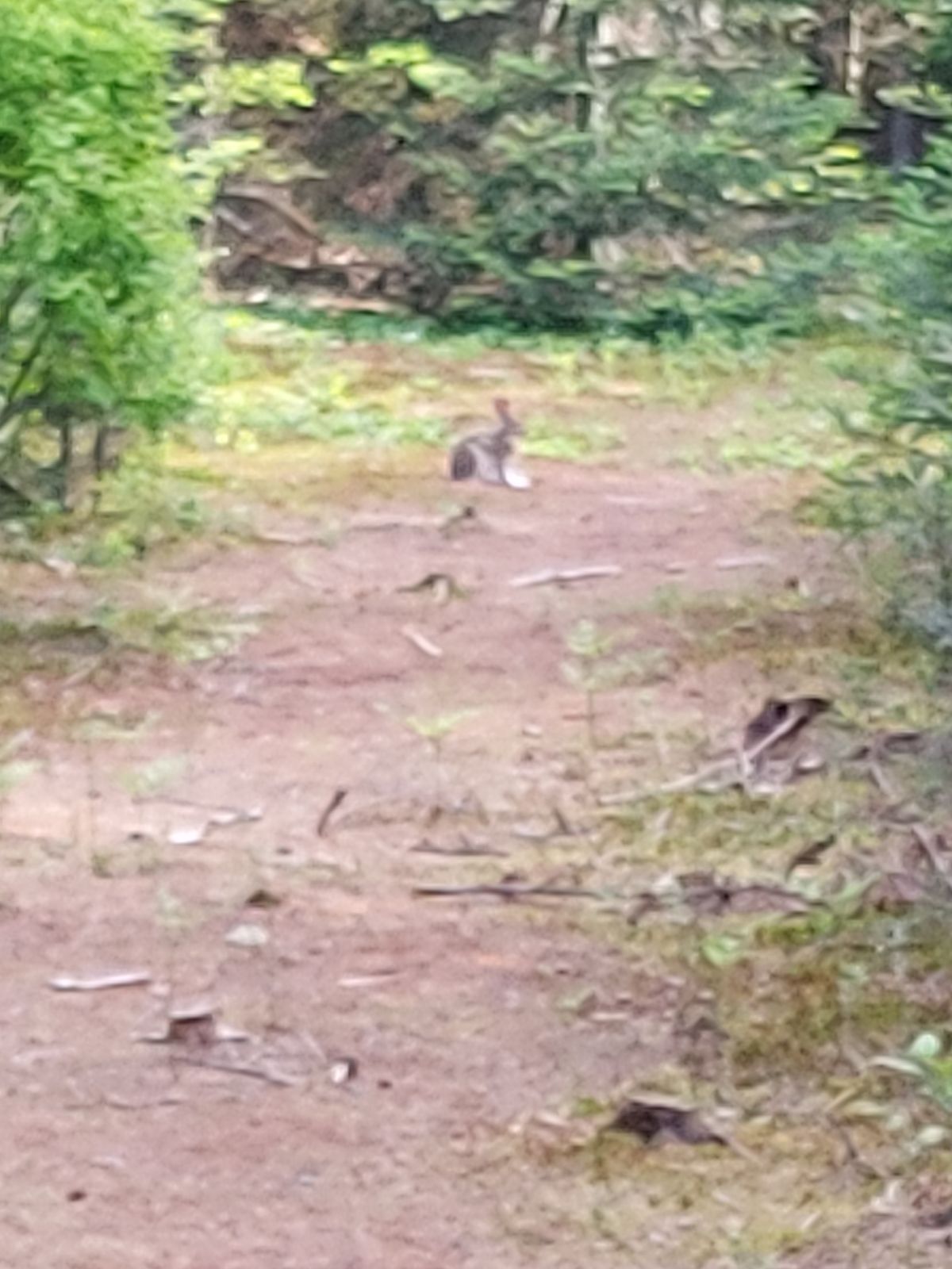 On the fairway # 7🐰🐰🐰🐰