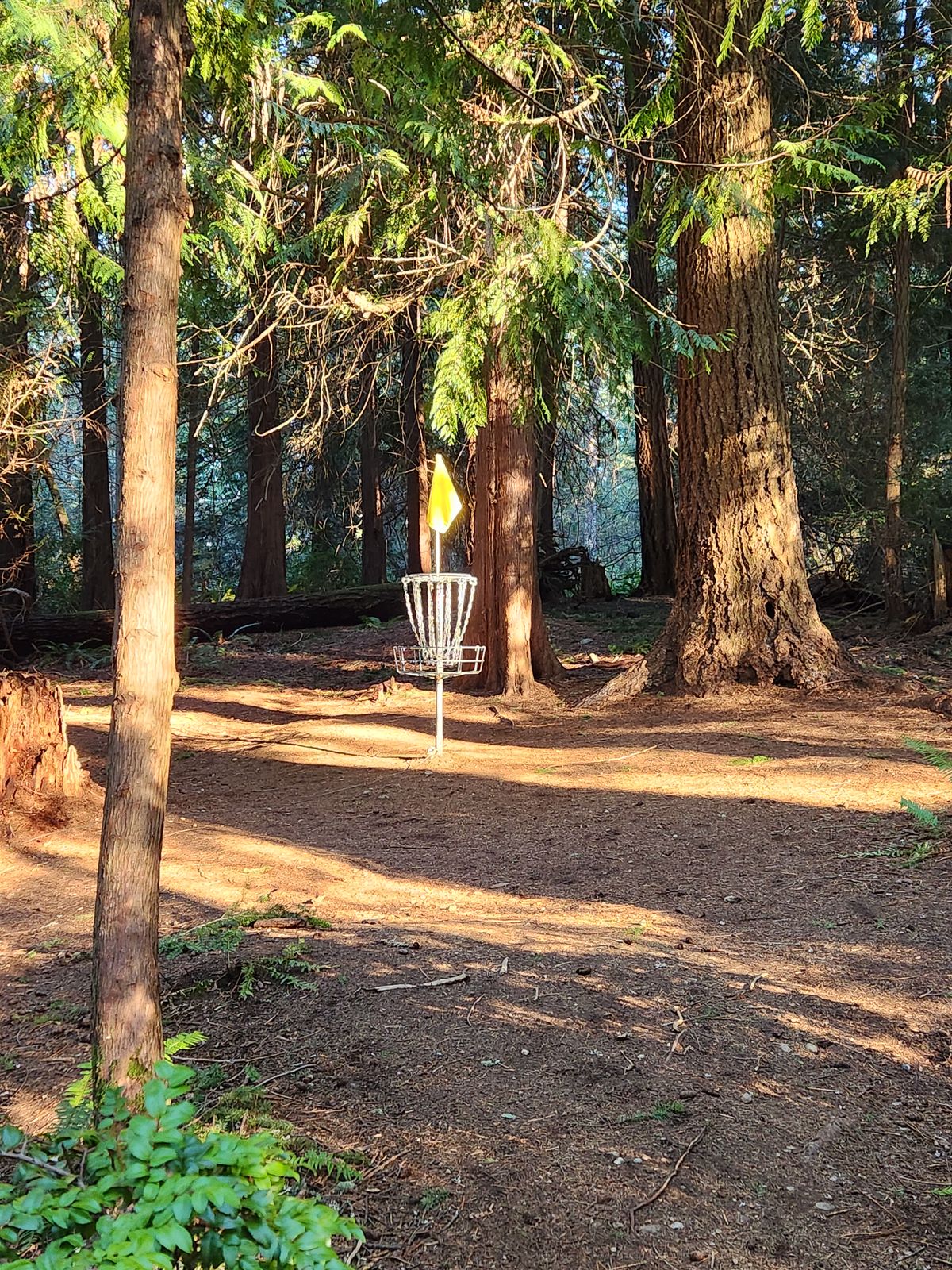 Hole 15 - Basket 