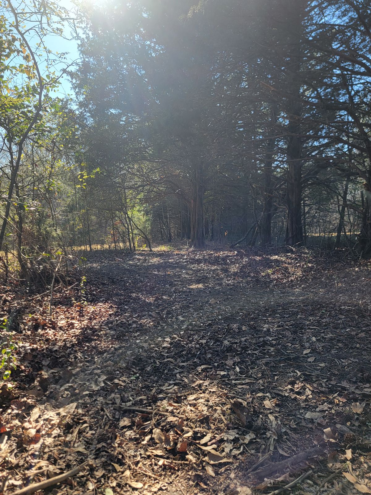 Hole 13 tee pad, tight wooded shot