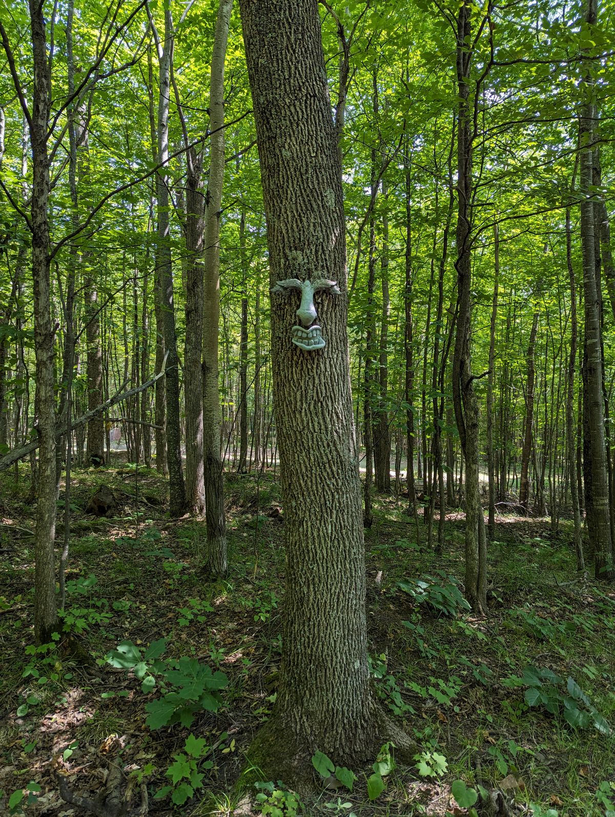 A perfect walk in the woods while discing!