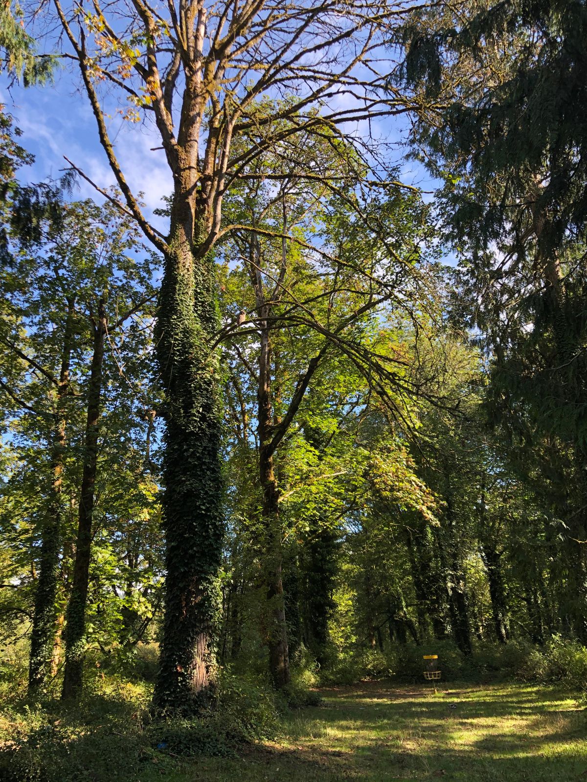 An owl is watching us play this hole!