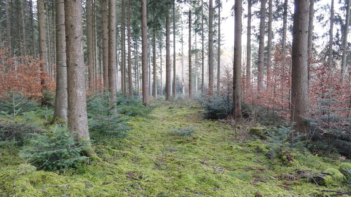 The very old hole 9 (now hole 8), before the trees were cut down.