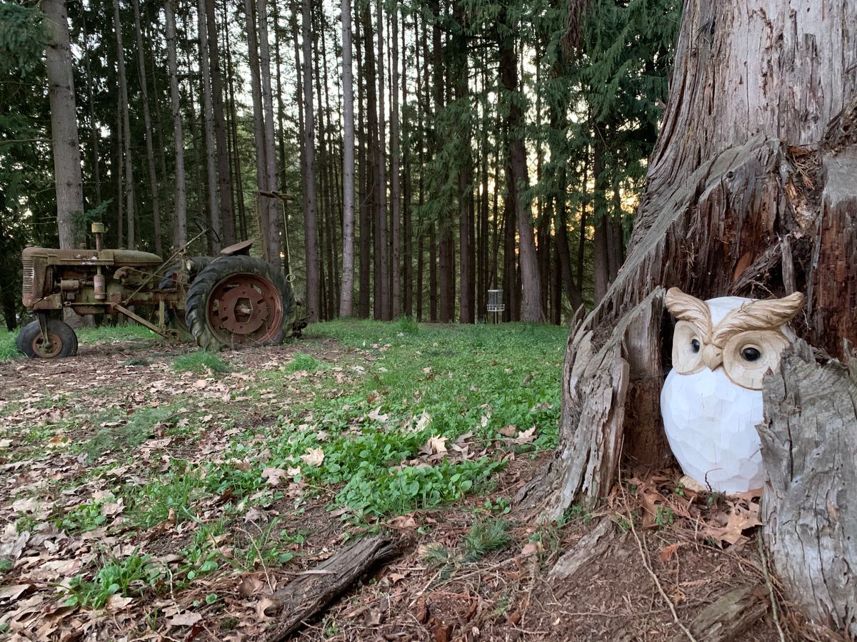 The Lavender Owl