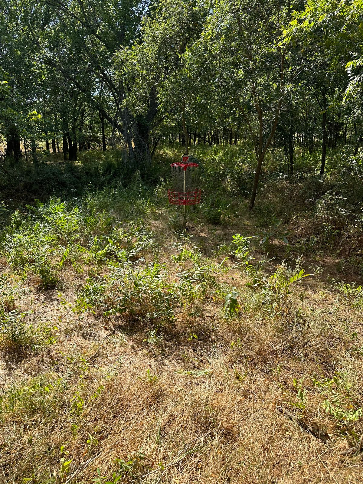 Hole 17 new location. Tall weeds