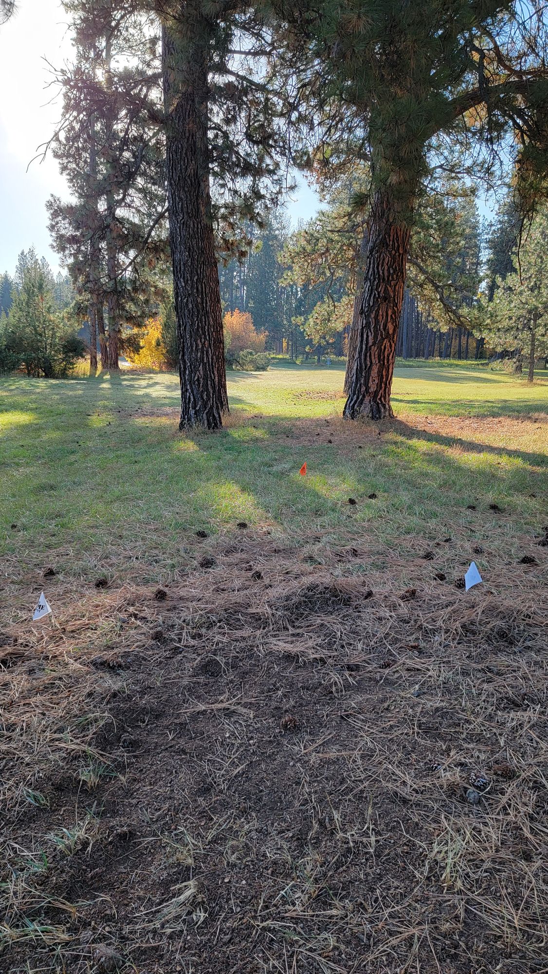 Tee for # 7