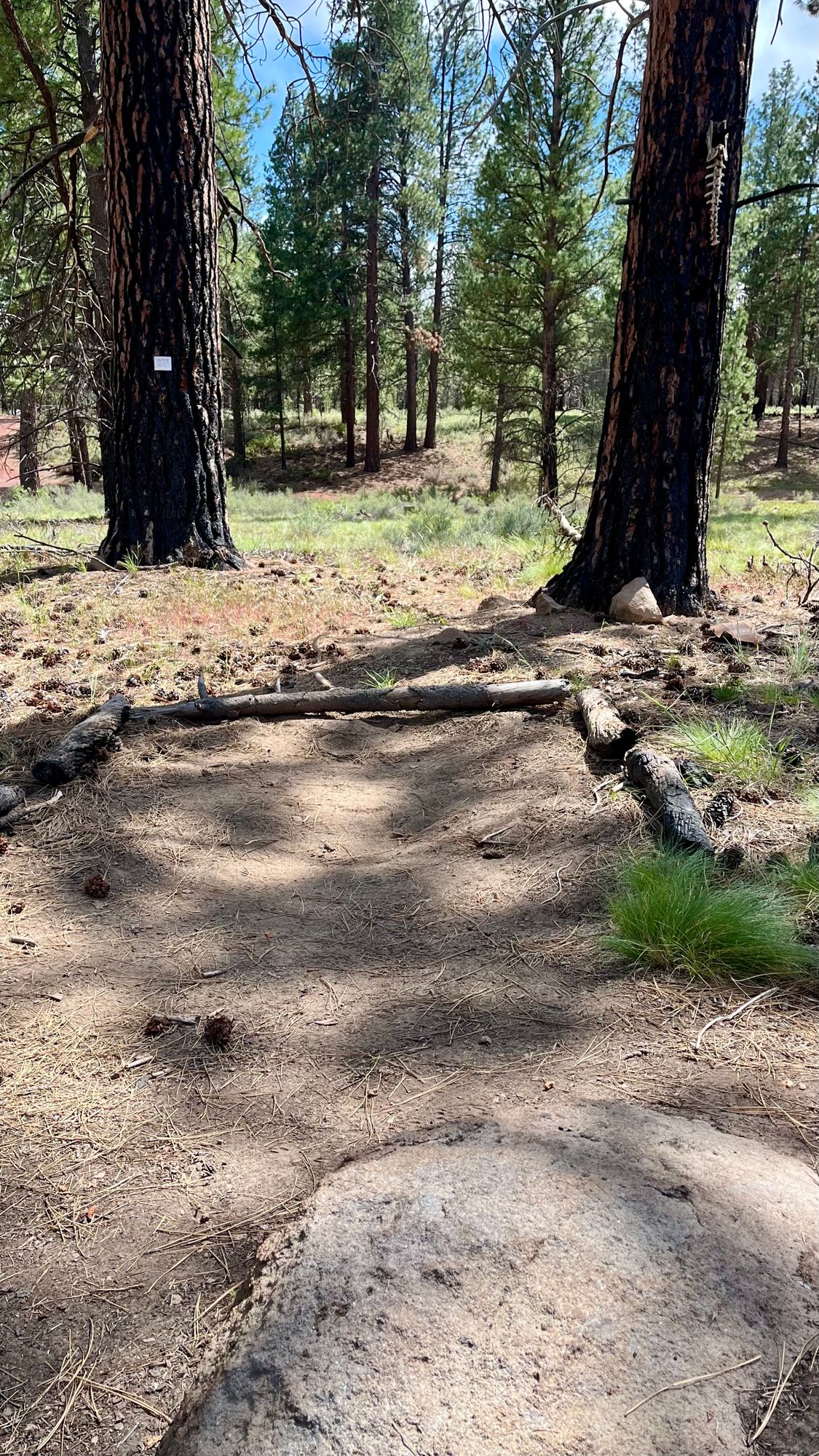 Tee pad on hole 7