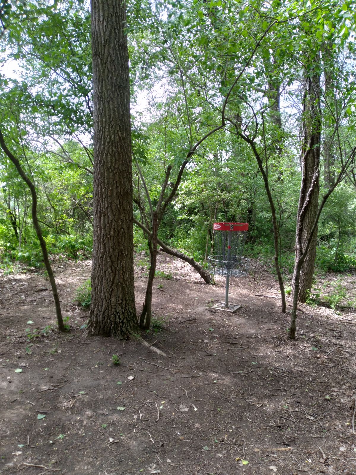 #6 in the woods 🌳