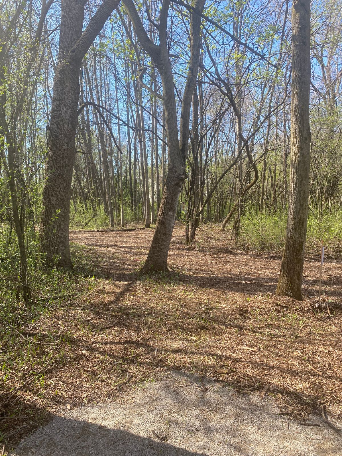Hole 4 tee