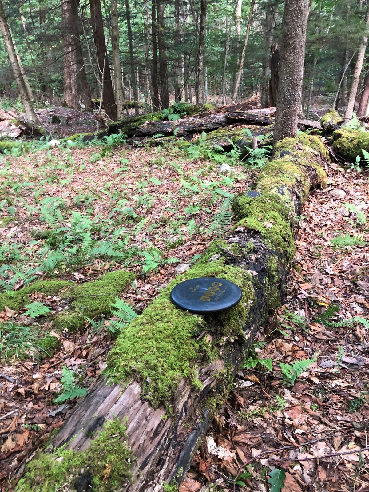 Tig threw this from 40 yards and it landed and sat on this log, that seemed impossible!