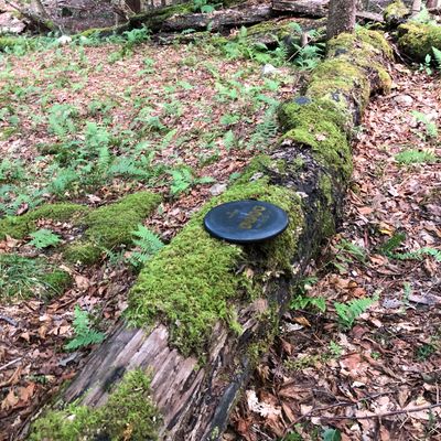 Tig threw this from 40 yards and it landed and sat on this log, that seemed impossible!