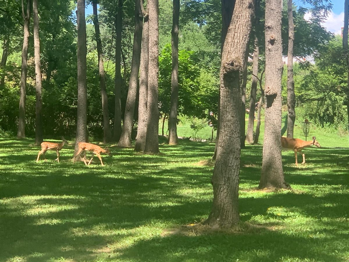Family of deer walking in the fairway