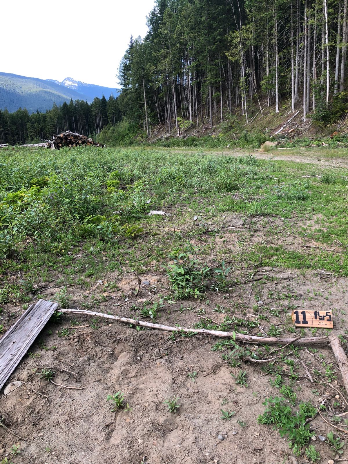 Hole 11 tee, big par 5 let it rip, stay out of the wood piles. 
Going to the stop sign