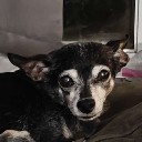 strongchihuahua