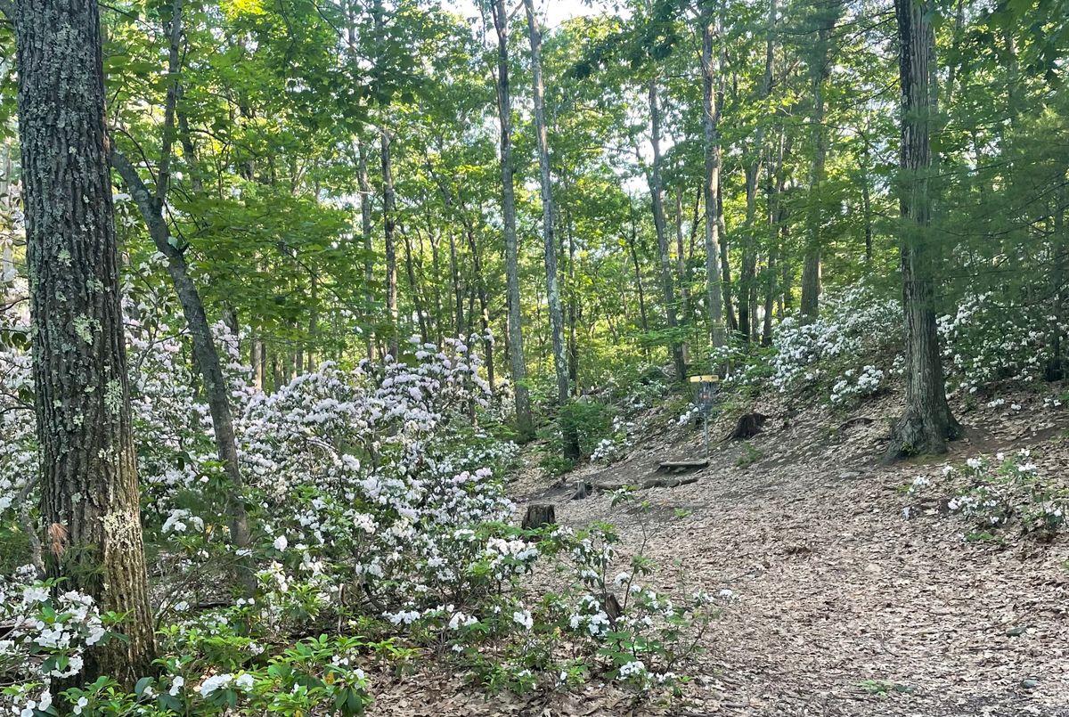 Hole 5. During Mountain Laurel bloom