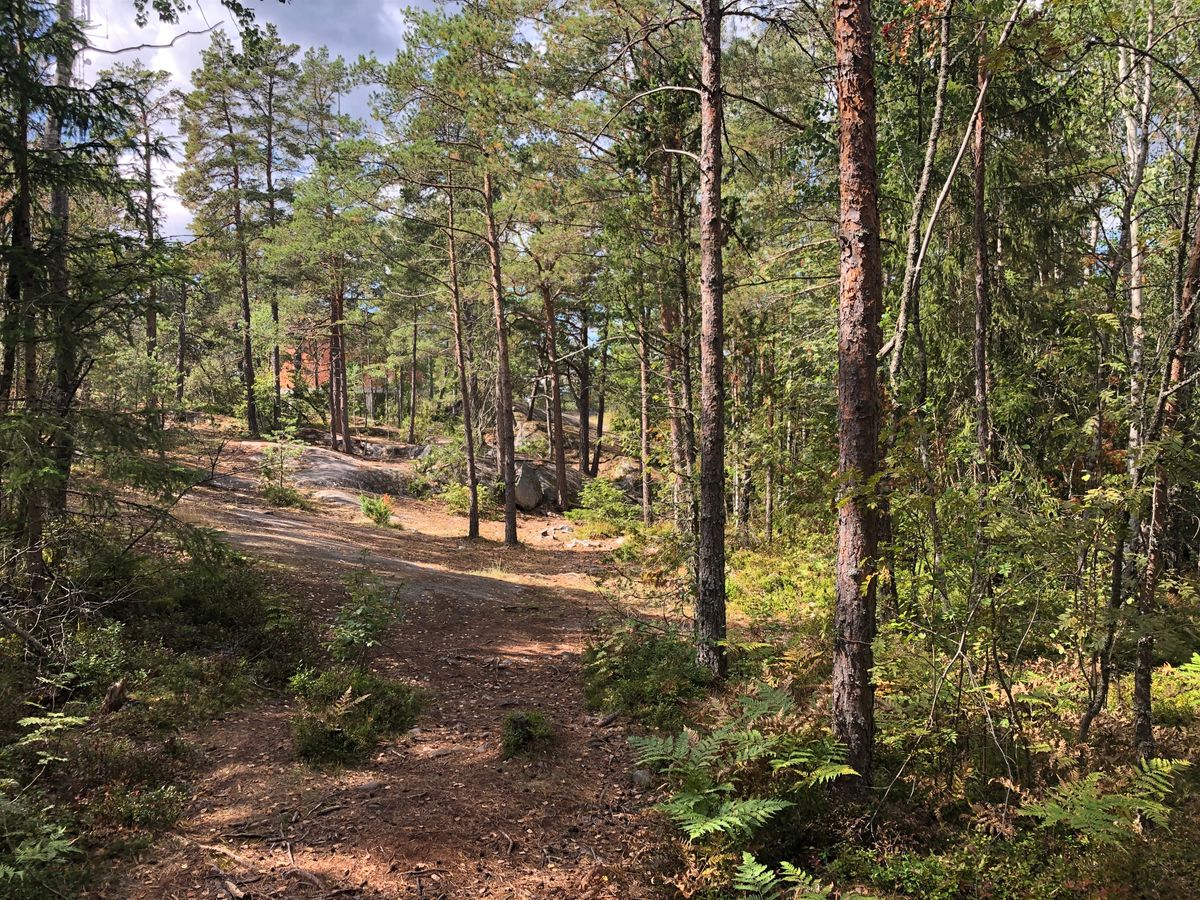 Sjunde tee, korg skymtar fram bakom ett av träden i mitten