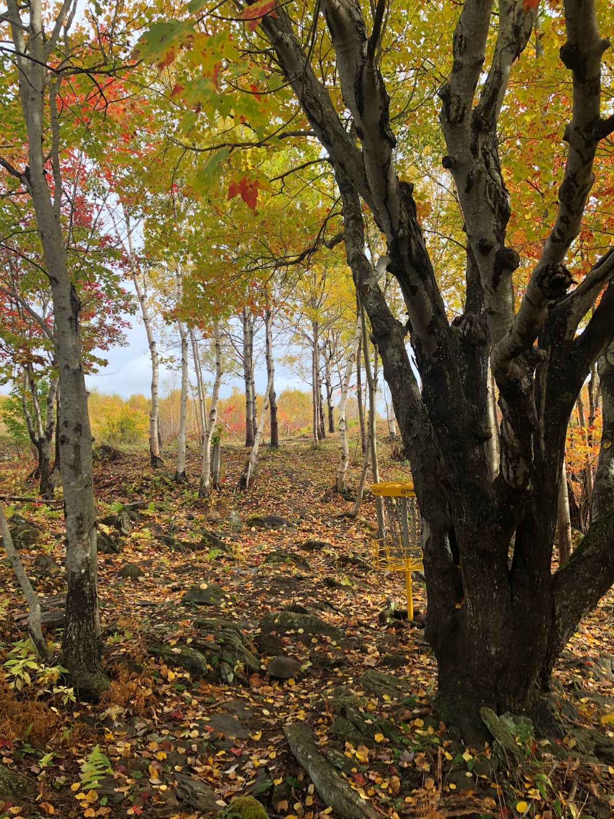 Hole 14 basket looking back
