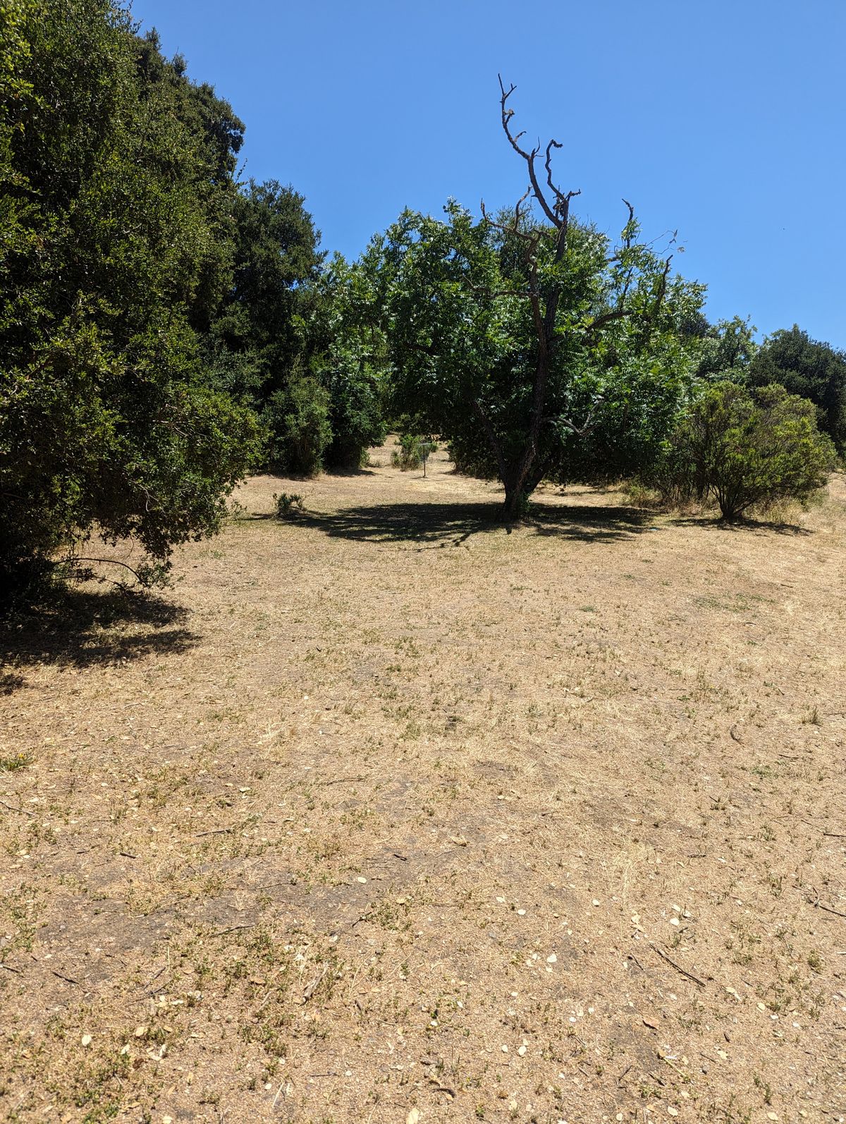 Hole 8 approach to basket in b