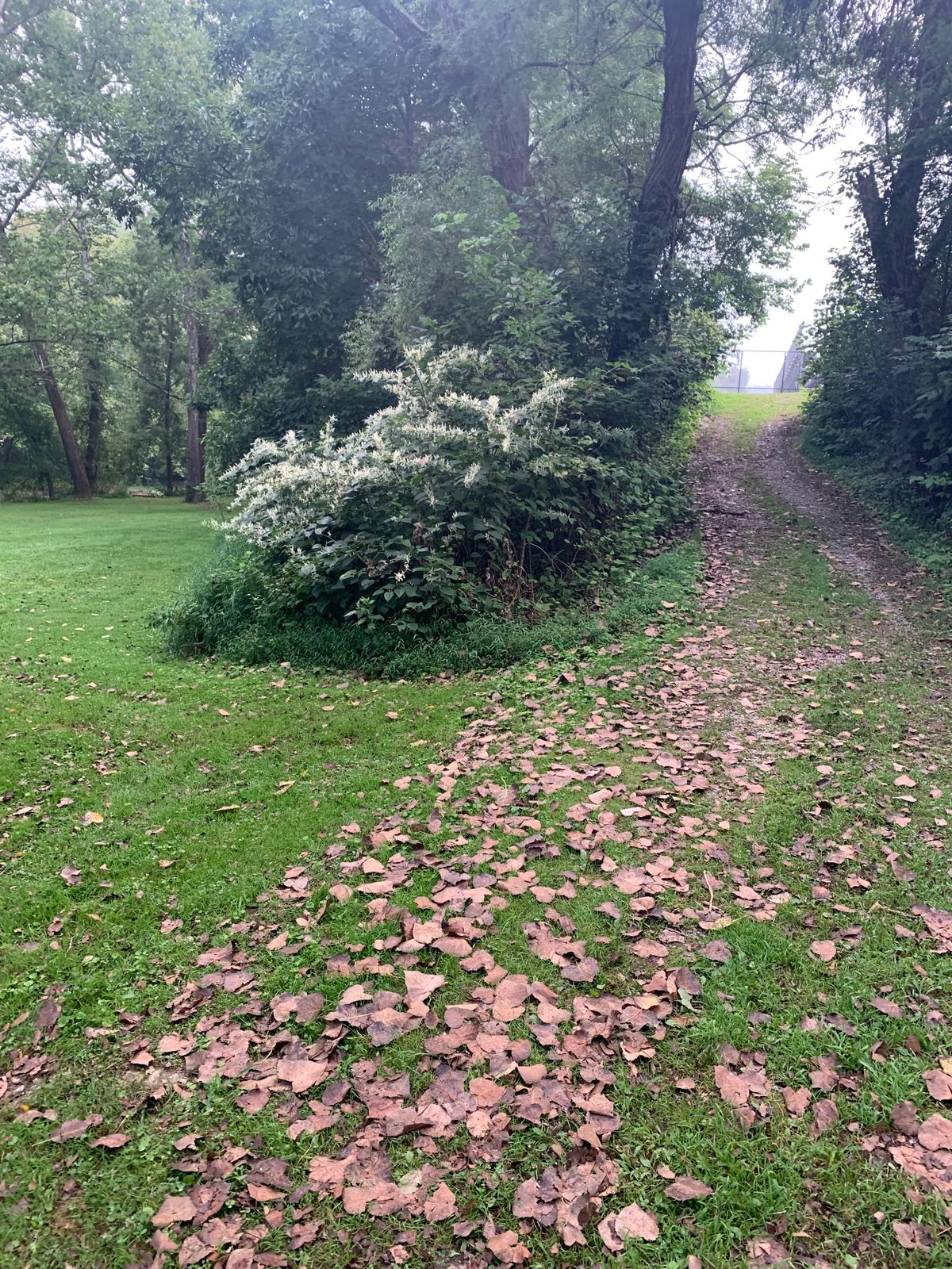 Path to Tee #4
