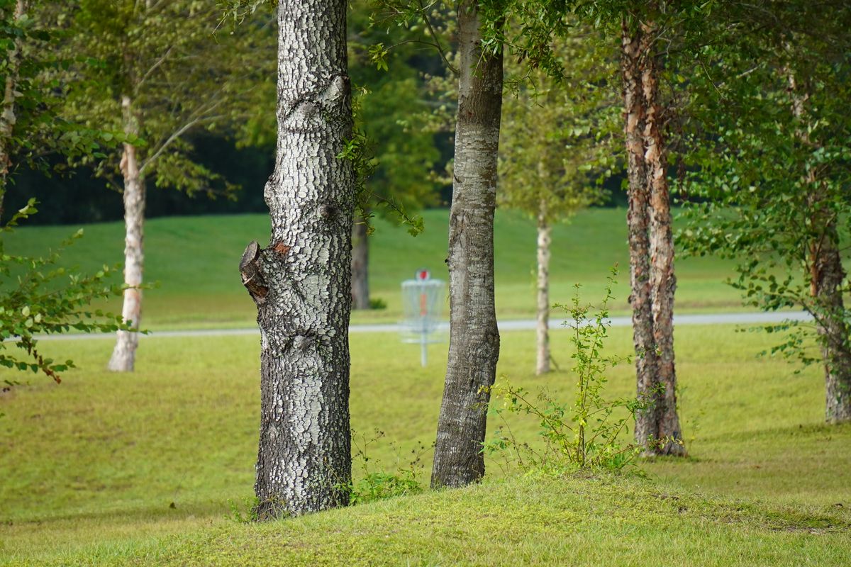 Hole 2’s basket