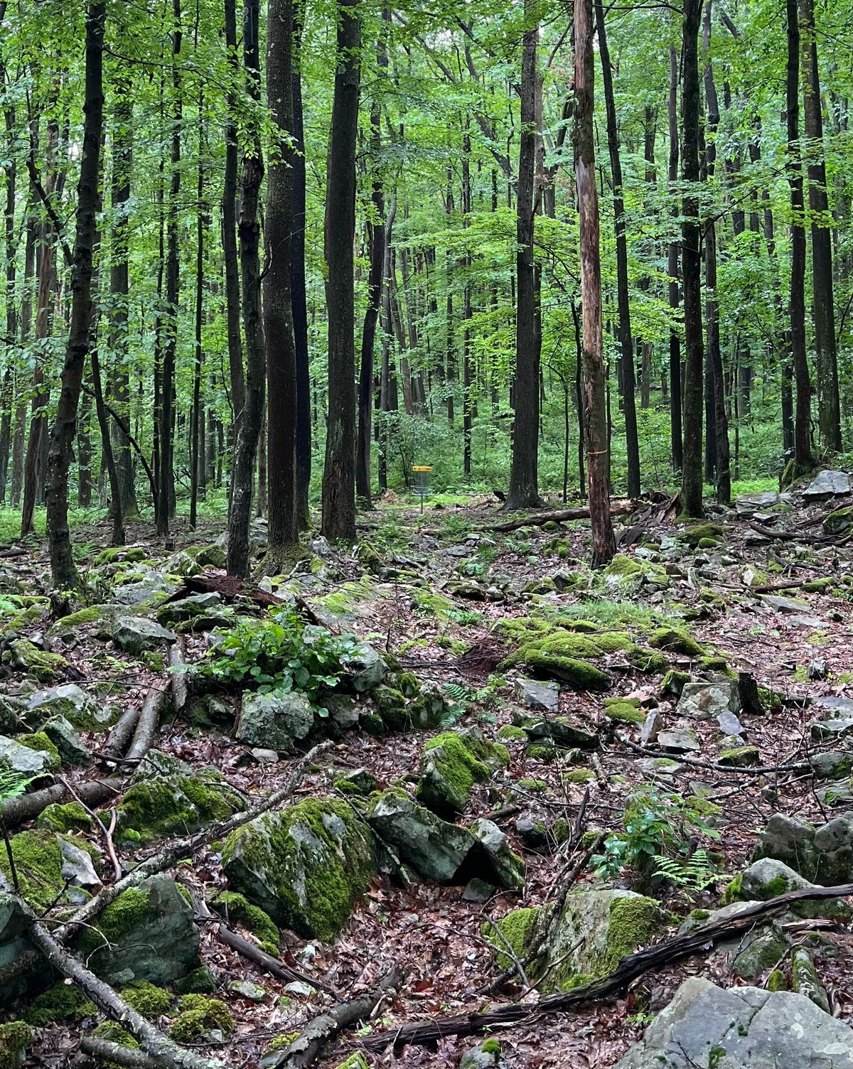 Beautiful ace run over the mossy boulder field
