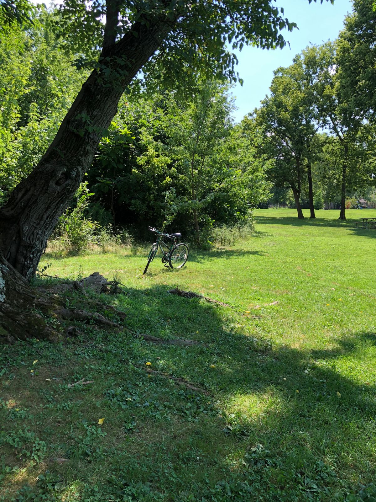 Tee 3: Trunk of the old tree