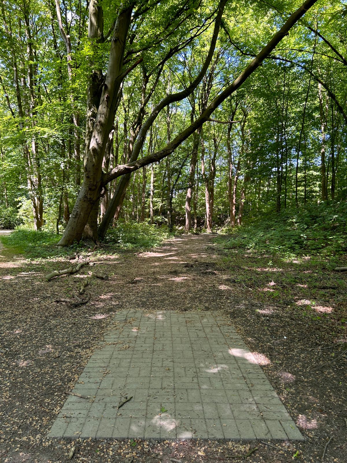Bahn 11 / Hole 11