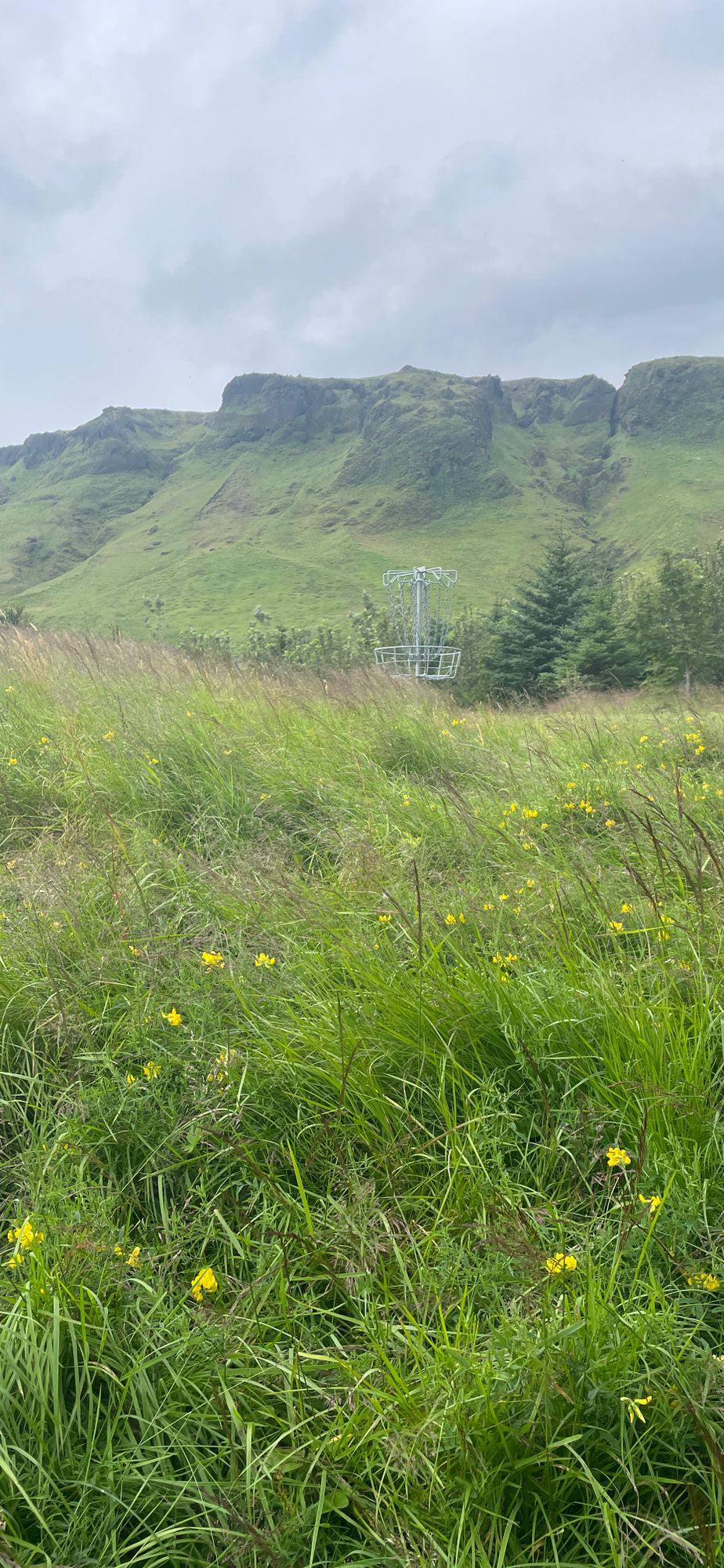Extremely tall grass
