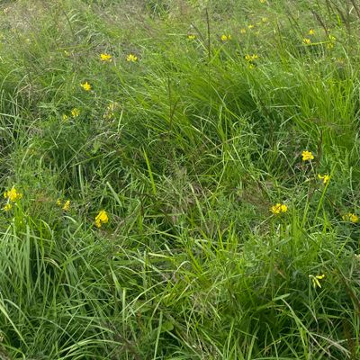 Extremely tall grass