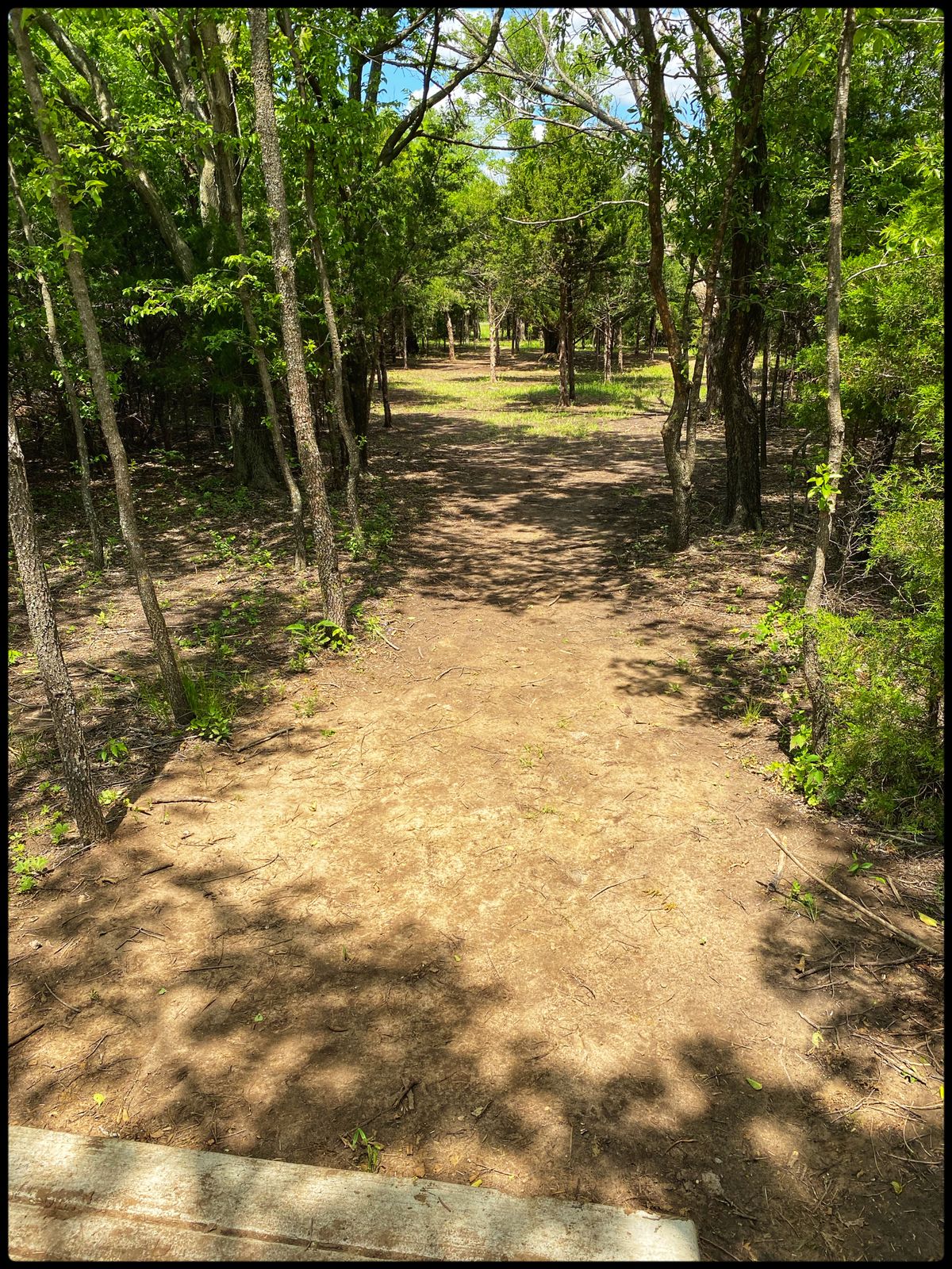 #5 Tee looking into the maze