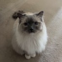 User avatar image