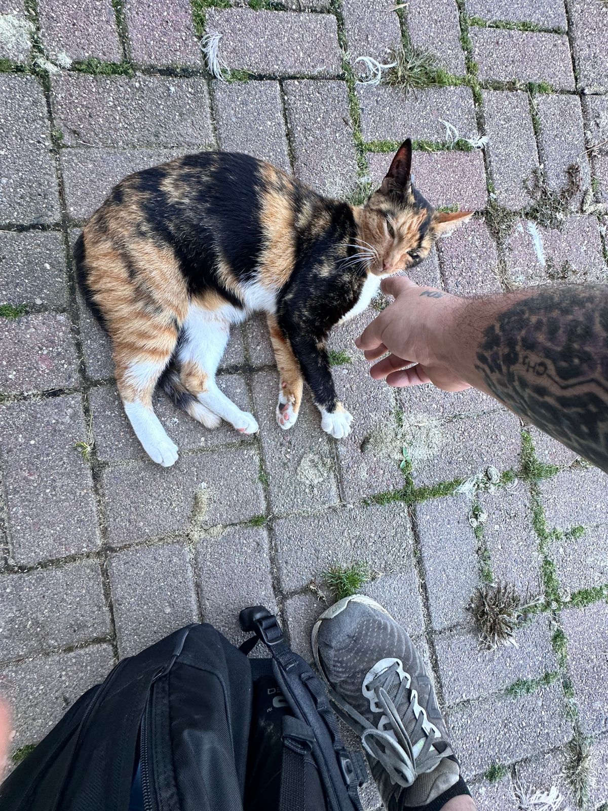 20/10 course you can pet the cat great game would play again just for this cat 🙌🐈🐱