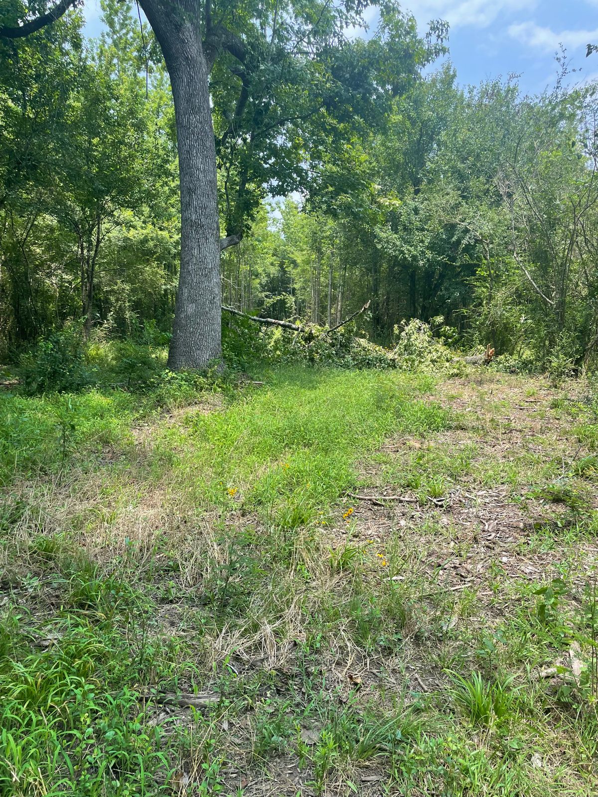 Limbs overlying fairway and way overgrown