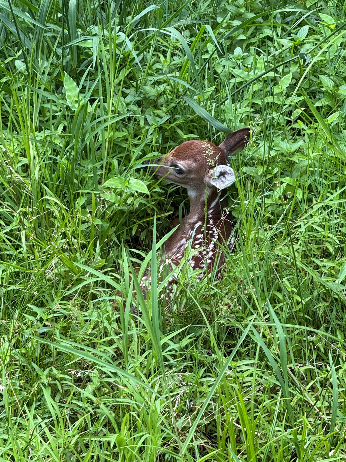 Plenty of wildlife at yahoola