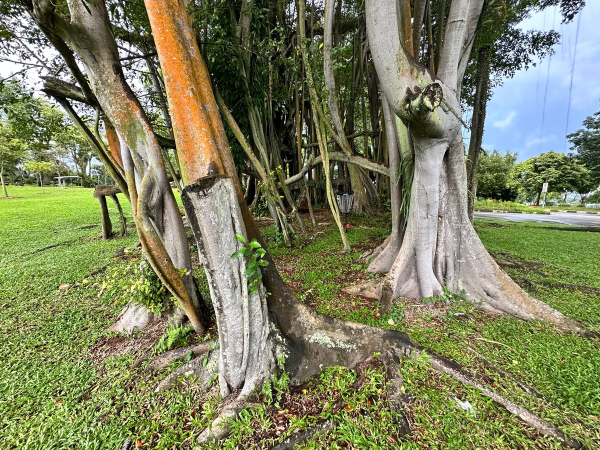 Hole 4 Basket