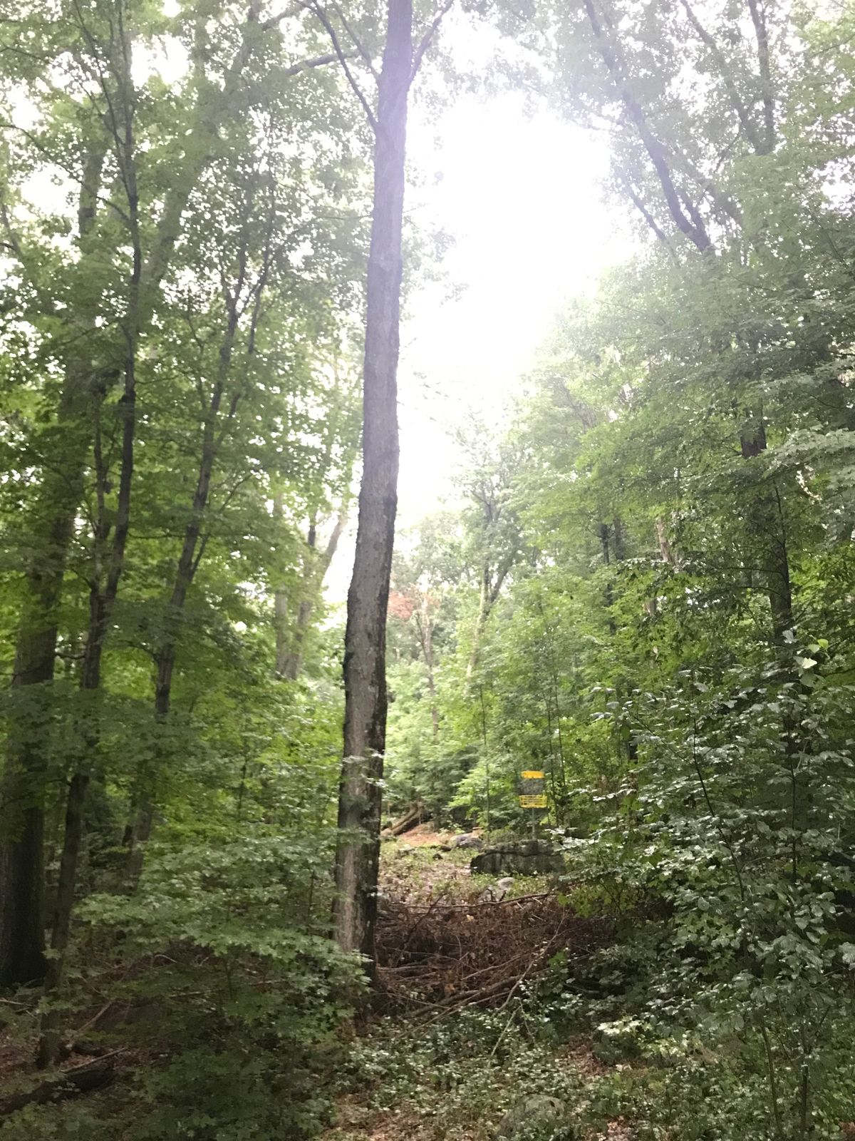Looking back at hole 7 from the walk to 8’s tee.