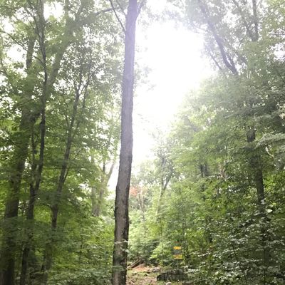 Looking back at hole 7 from the walk to 8’s tee.