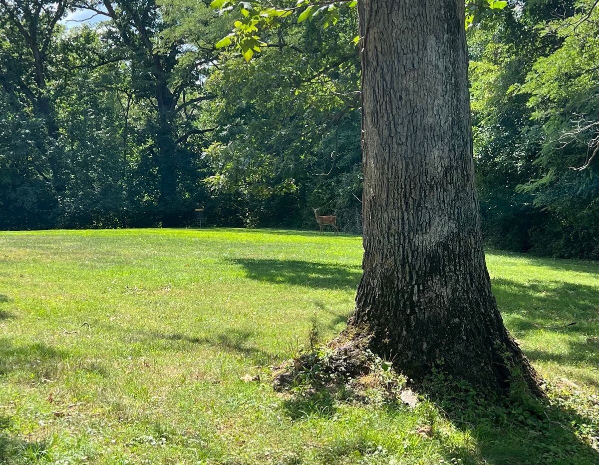A deer near tee on 12
