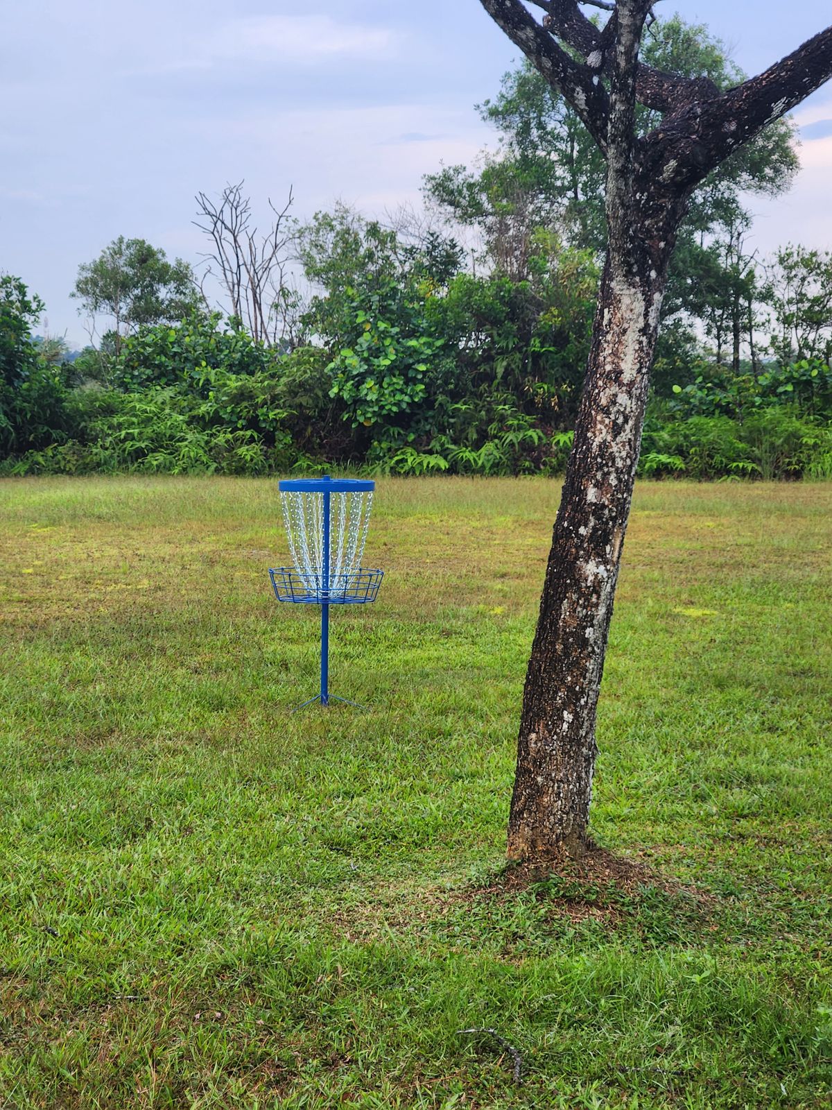 Hole 7 basket through the double mando