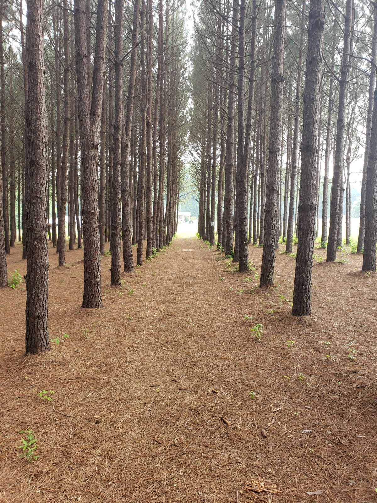 Hole 2 from tee pad. Dead straight down a 10ft lane for about 210ft with the basket in a wide open field.