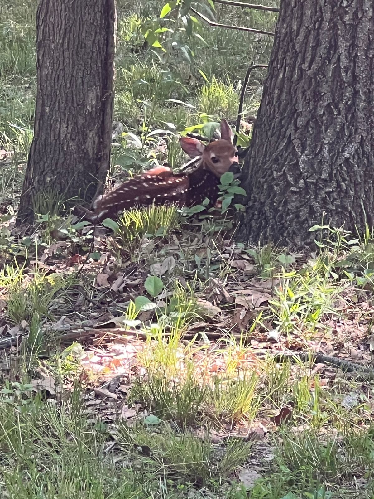 One of the locals dropped in to watch a round.
