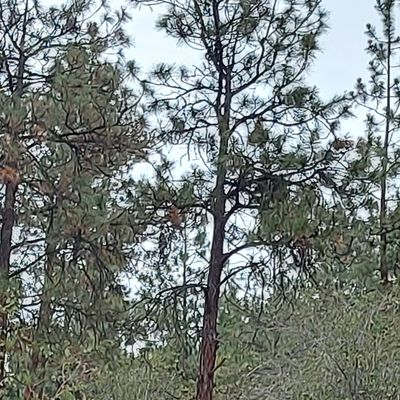 Upshot on hole 1.🌲👍🌲👍