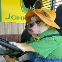 ambulldog
