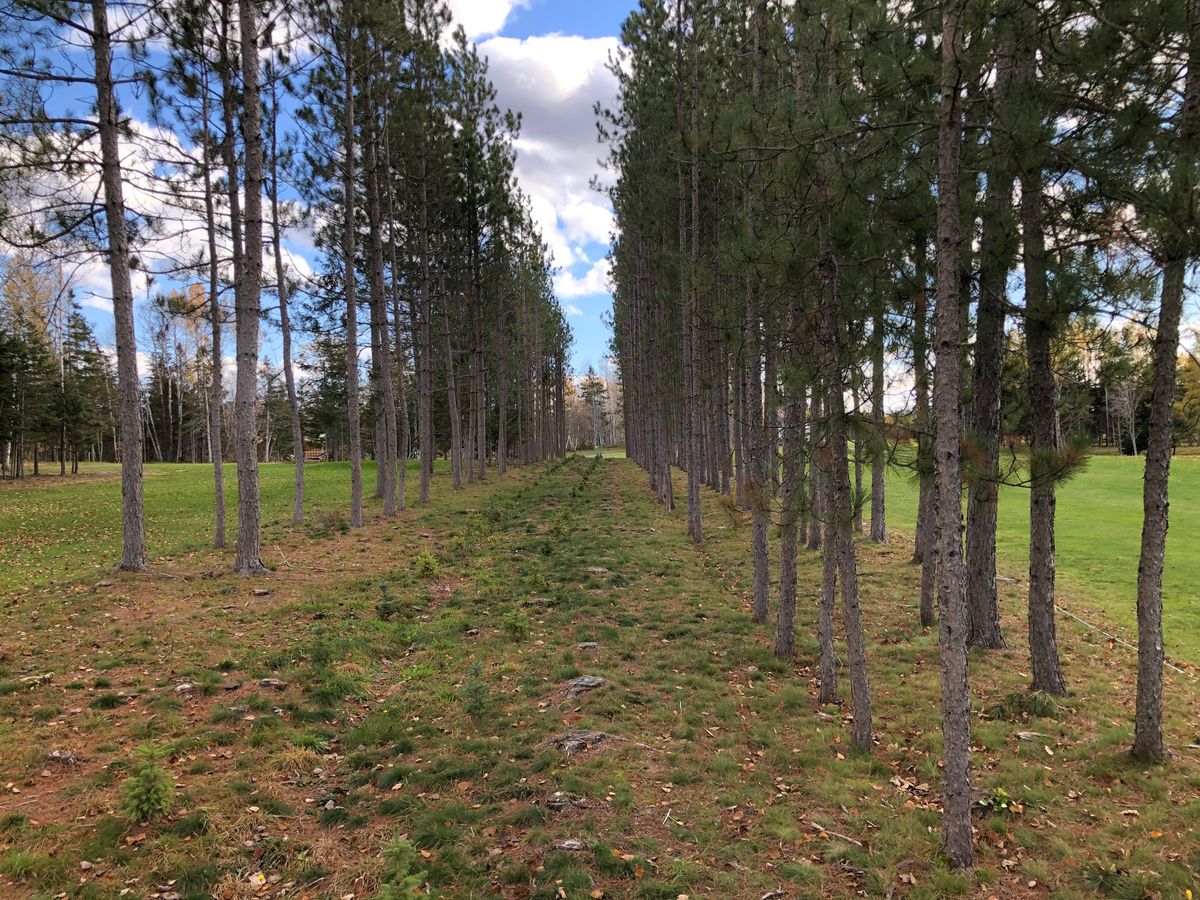 Tunnel made for disc golf