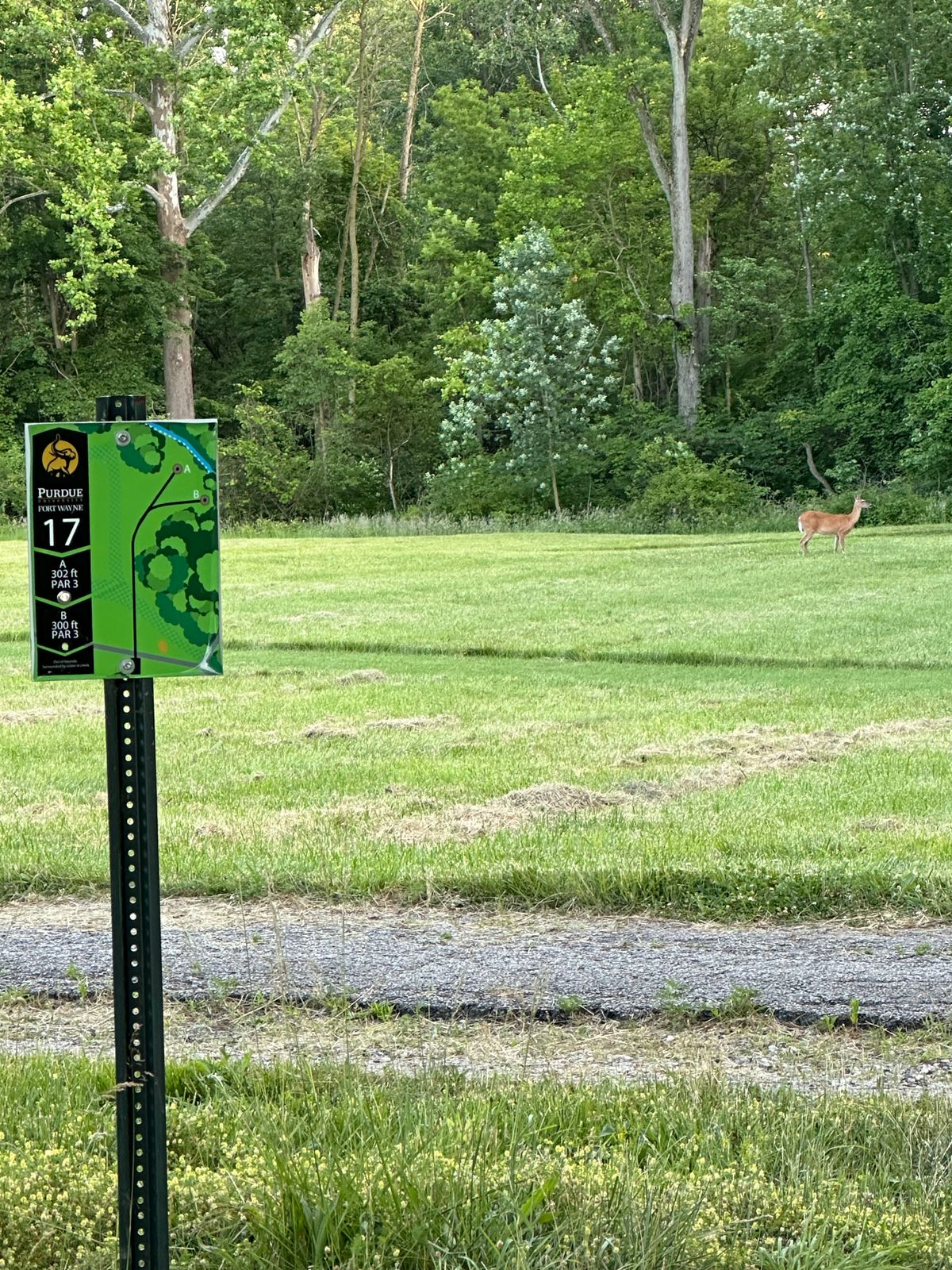 Deer on 17 fairway