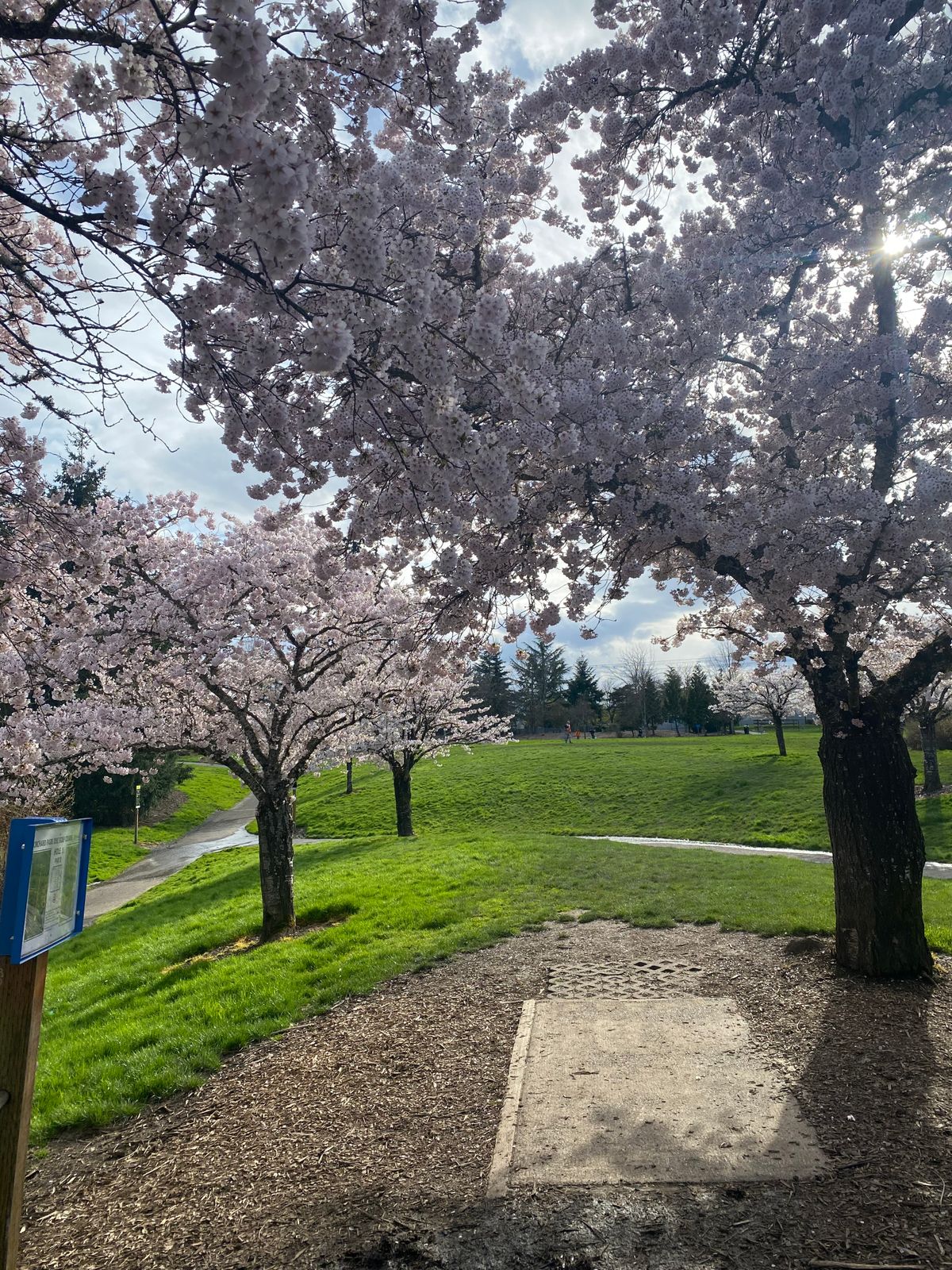 Cherry blossoms in bloom at Hole 1 (4/13/2023)