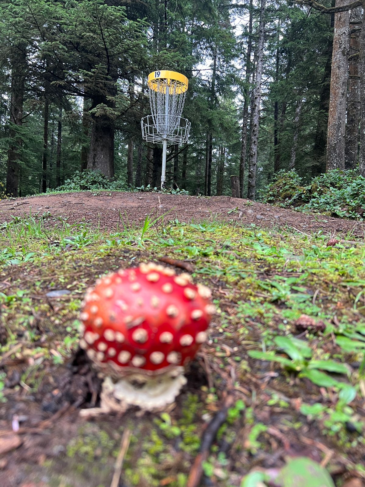 A perfect Aminita on hole 19.
