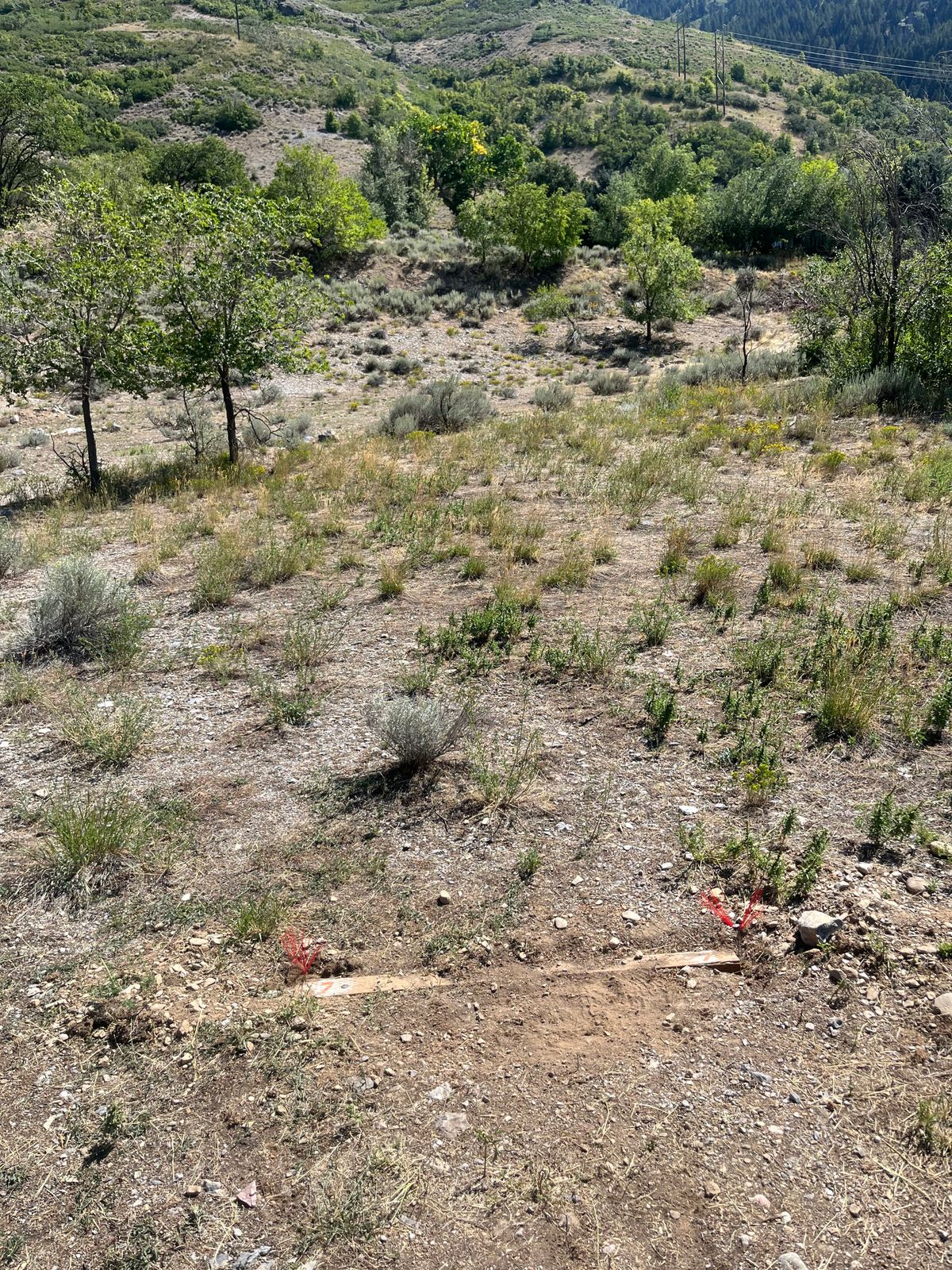 Hole 7 red tee pad