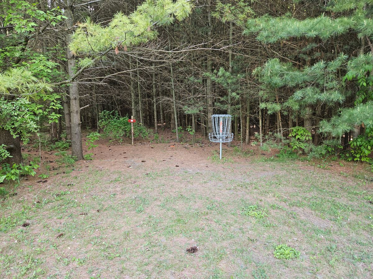 Tucked in a thick white pine forest
